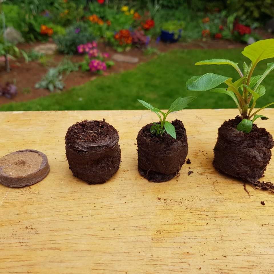 CP 36mm progression sq